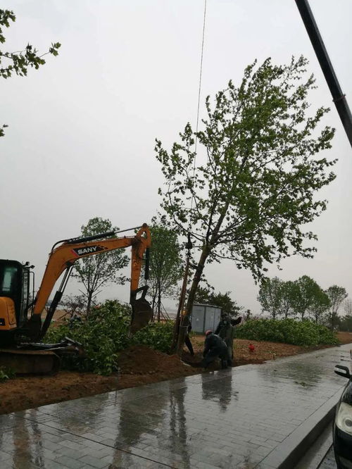 園林中心冒雨施工 加速推進城區(qū)綠化工程