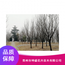 【廣西工廠園林綠化_坤盛景觀園林綠化工程施工圖片】廣西工廠園林綠化_坤盛景觀園林綠化工程施工