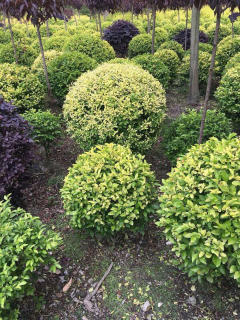 基地直供私家花園景觀造型綠化苗木、園林綠化工程施工