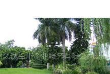 供應蘇州高新區(qū)草坪綠化維護/綠化工程